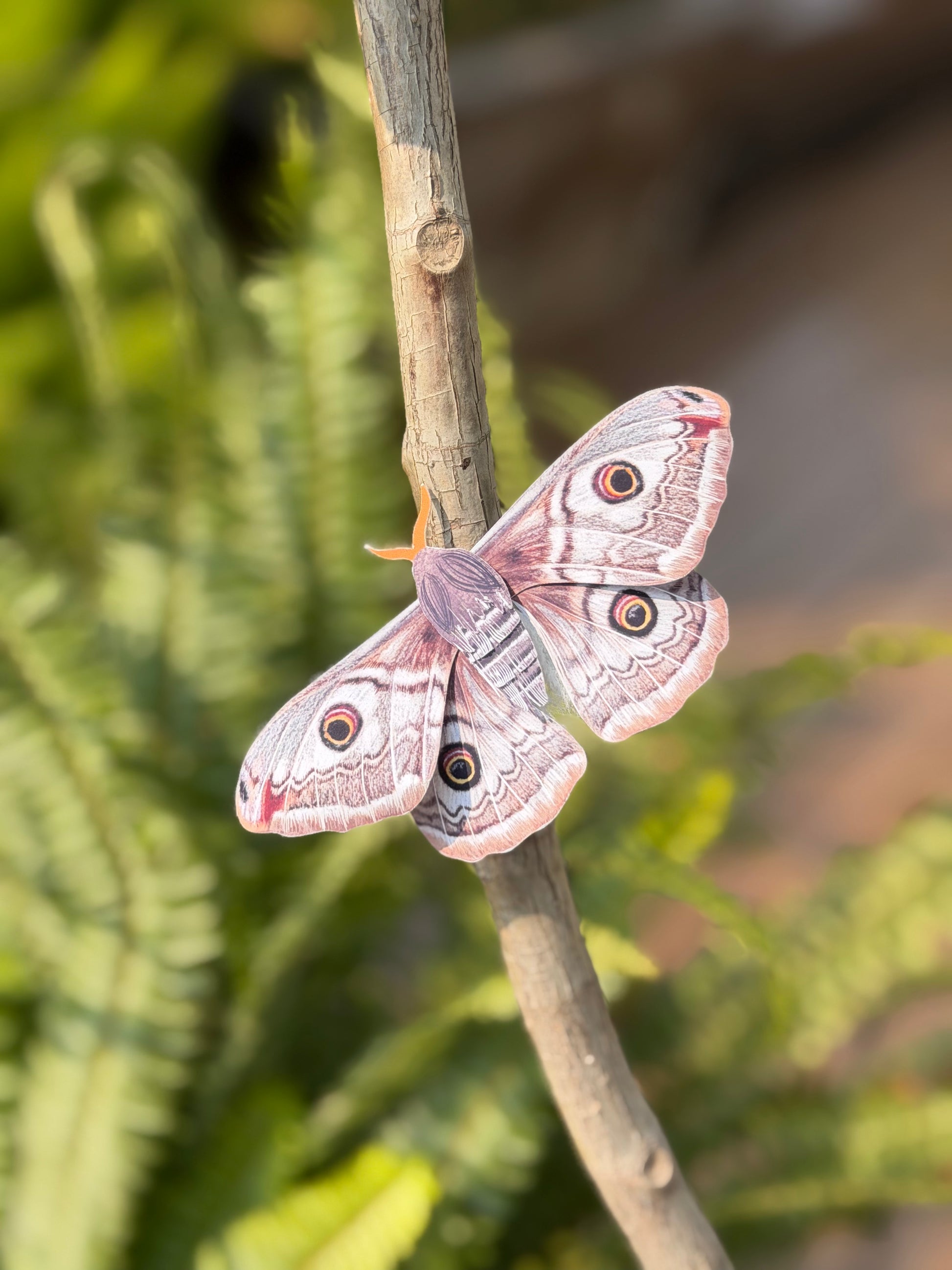 Female Emperor Moth on a branch against a blurred natural background