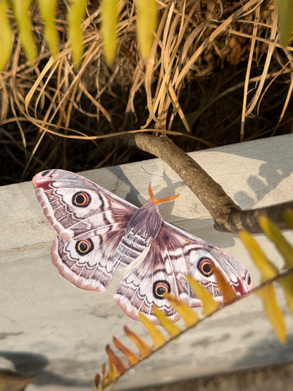 Female Emperor Moth on a wooden surface with plants in the background