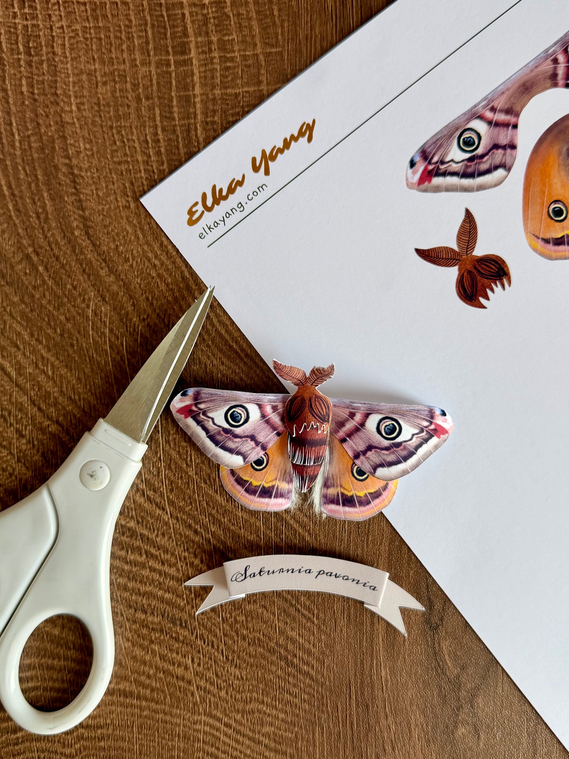 Male Emperor Moth made of PAPER