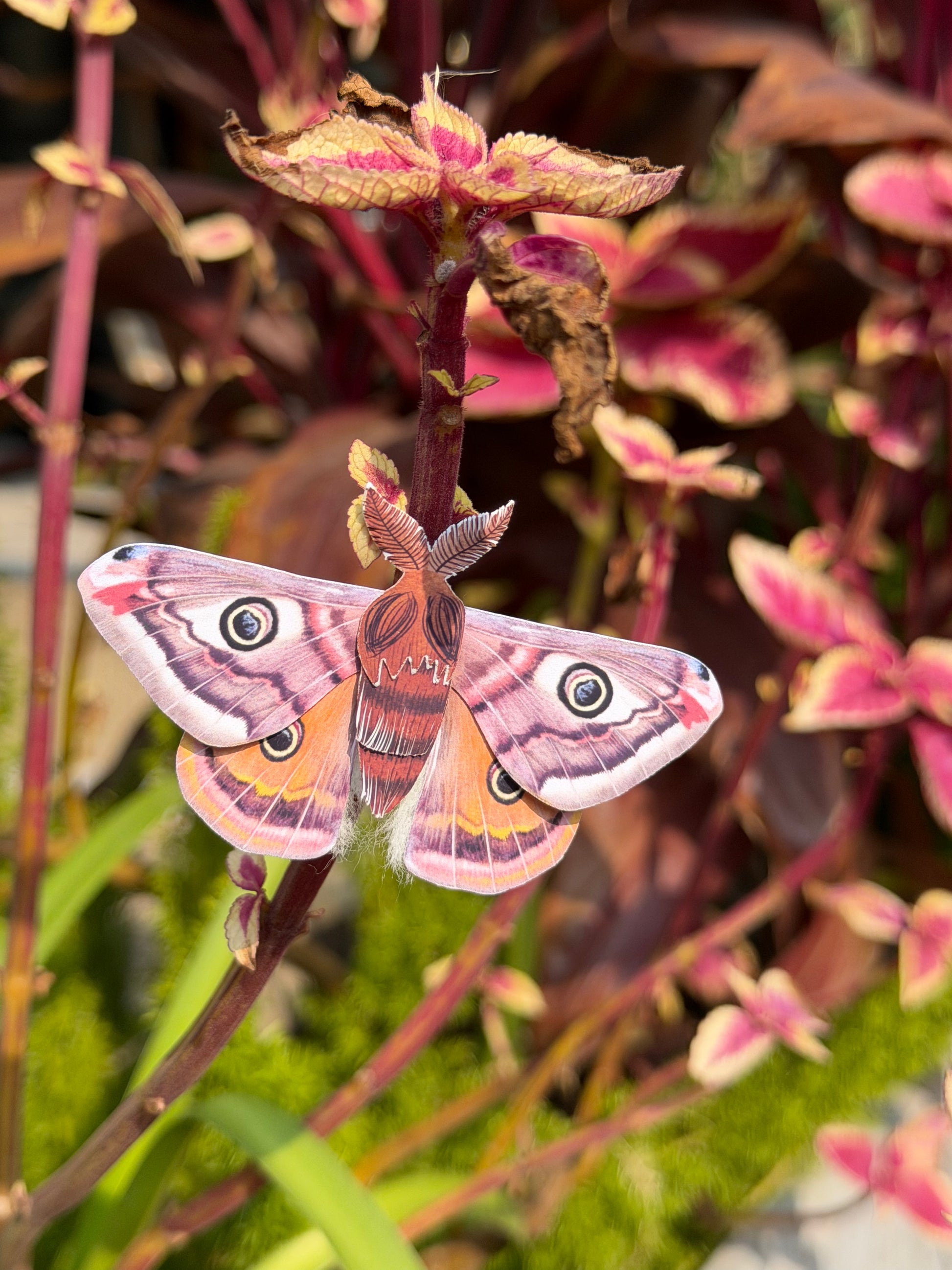 Male Emperor Moth on a plant with blurred background