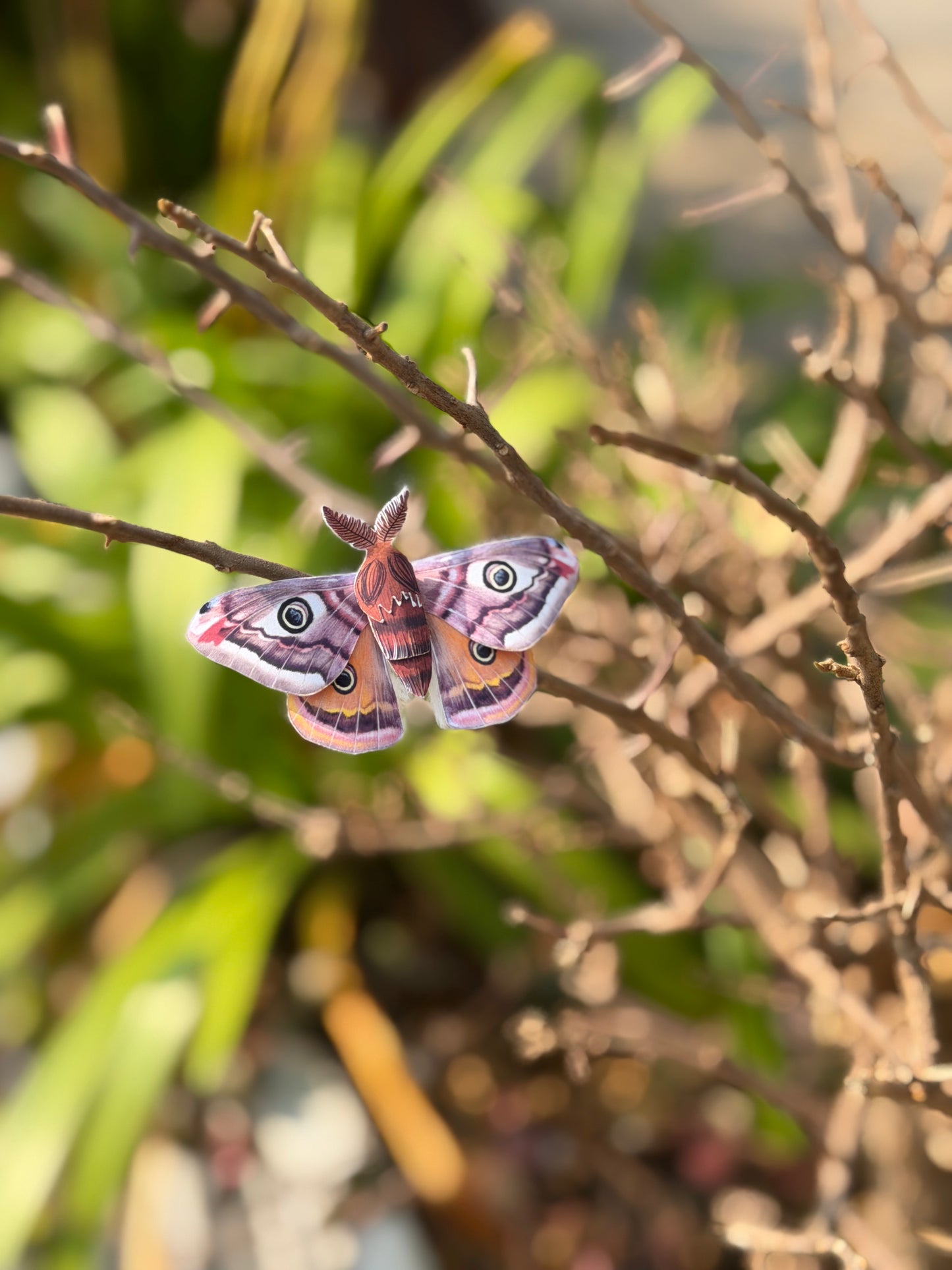Male Emperor Moth perched on a branch with a blurred natural background