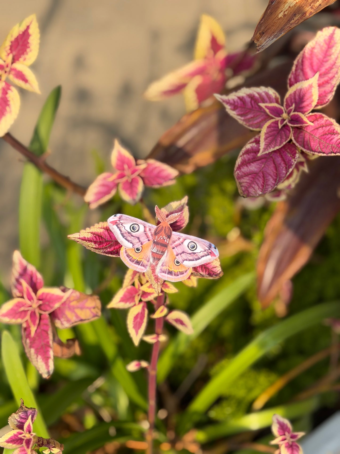 Male Emperor Moth on a pink and green leafy plant