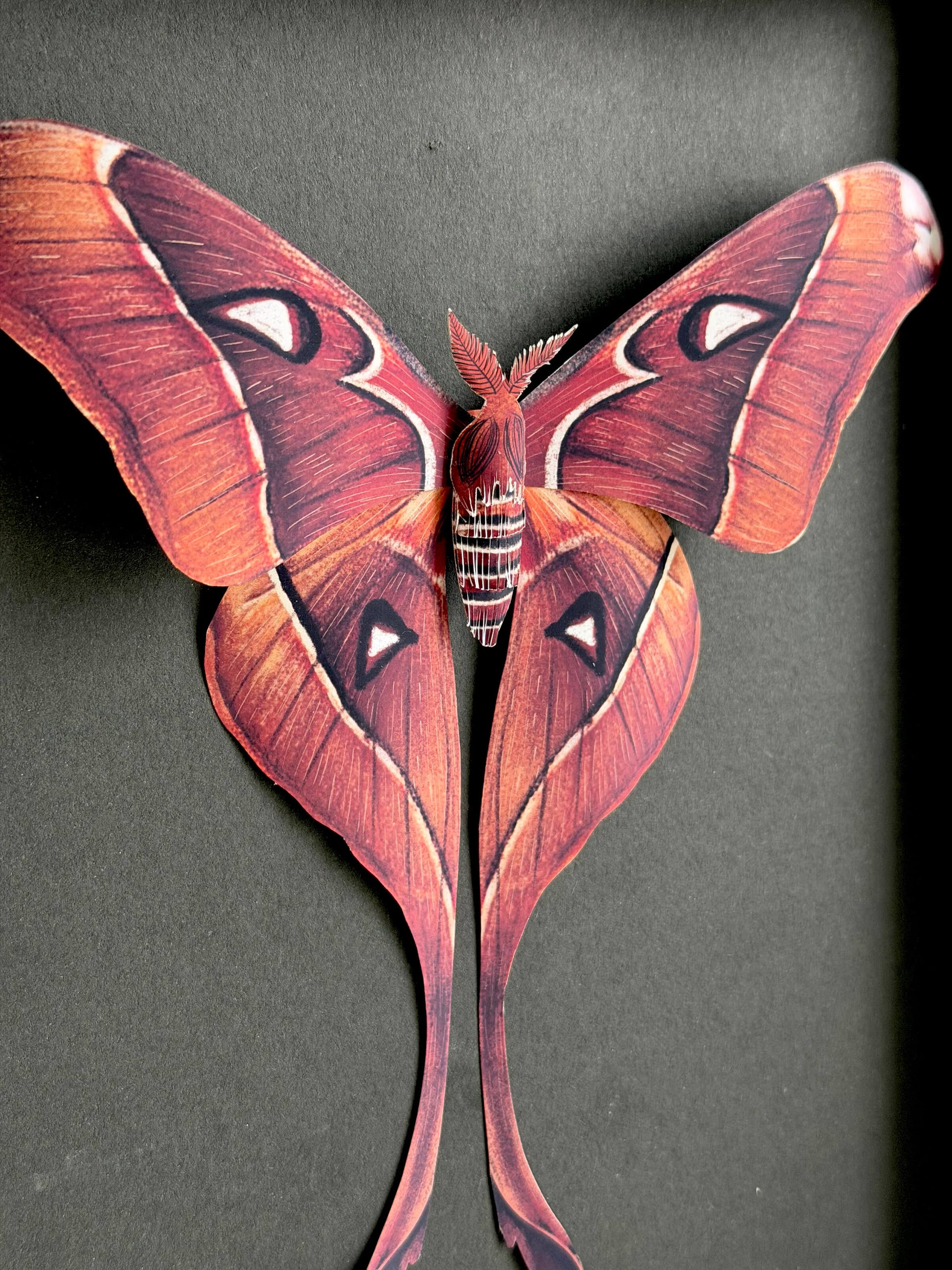 Framed Hercules Moth, Paper Hercules Moth Template, DIY Paper Butterfly Pattern