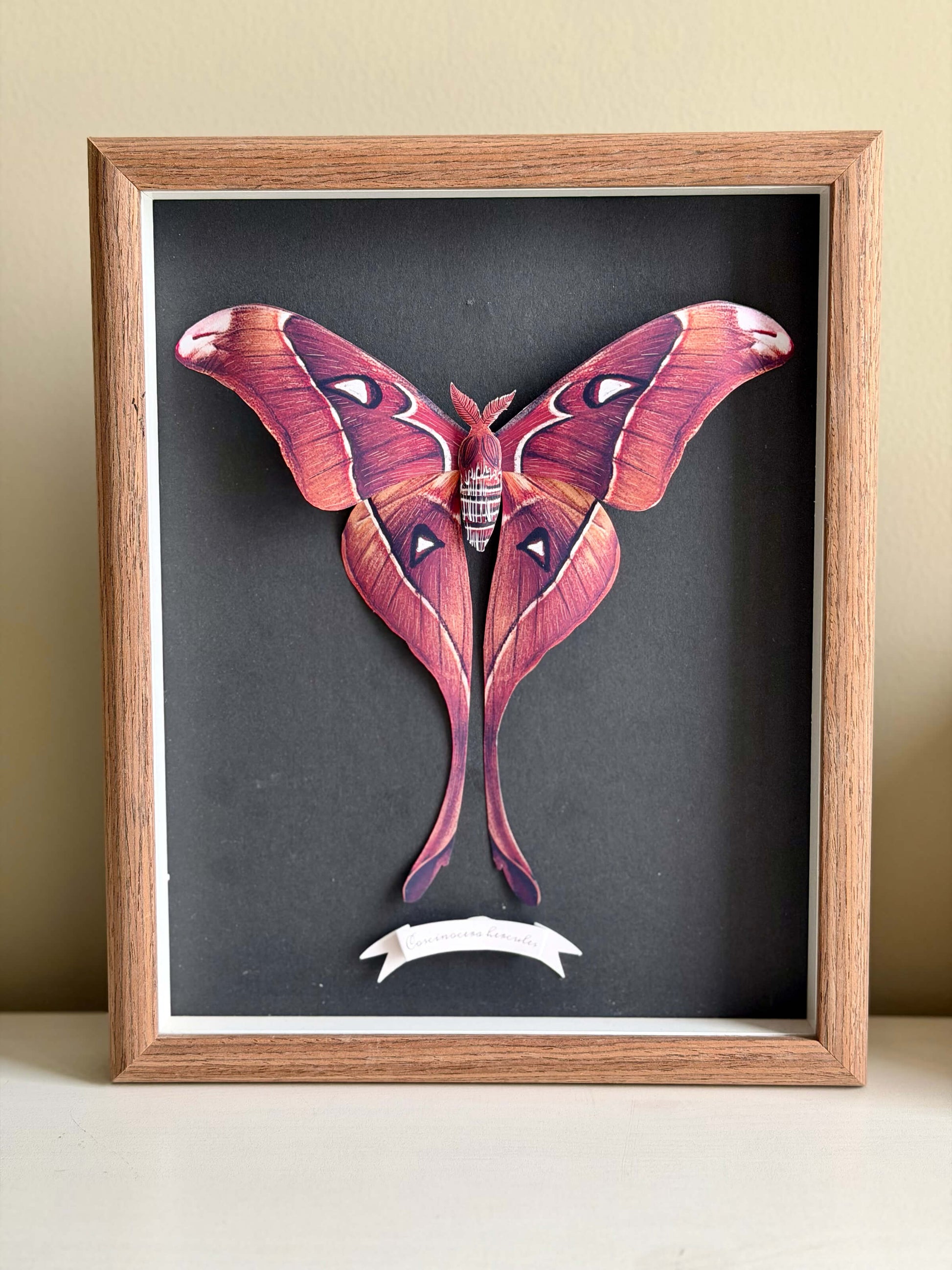 Framed Hercules Moth, Paper Hercules Moth Template, DIY Paper Butterfly Pattern