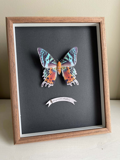 Framed  Paper Madagascan Sunset Moth