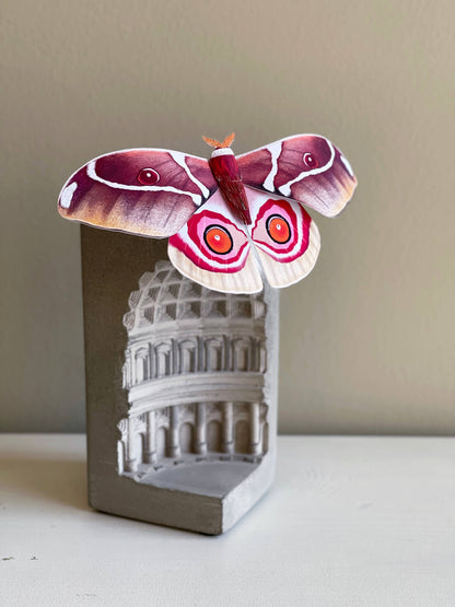 Paper Moth, Paper Madagascar Bullseye Moth