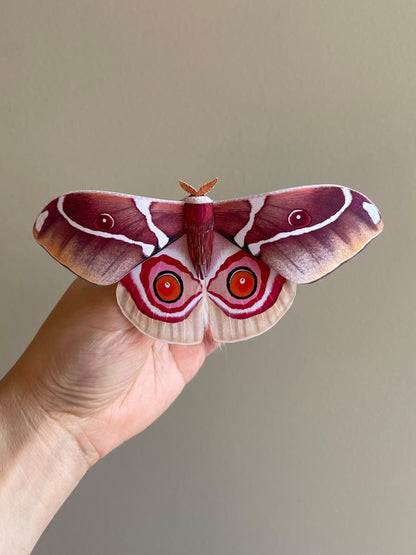 Paper Moth, Hoding a Big Madagascar Bullseye Moth