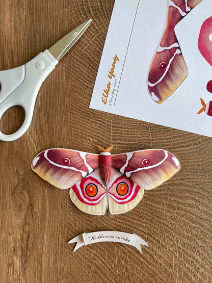 Paper Moth, Paper Madagascar Bullseye Moth