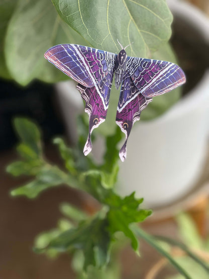 Paper Moon Eyetail Moth Stay on leaf