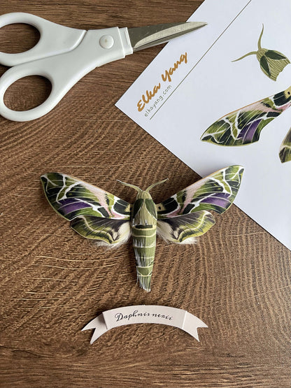 Paper Moth, Paper Oleander Hawk-moth, aka the Army Green Hawkmoth, big green moth