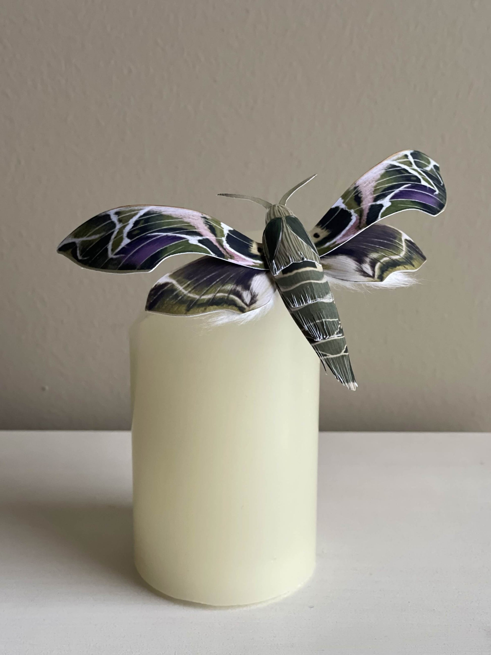 Paper Oleander Hawk-moth, aka the Army Green Hawkmoth, big green moth staying on a candle