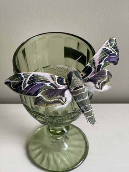 Paper Moth, Paper Oleander Hawk-moth, aka the Army Green Hawkmoth, big green moth staying on a green glass