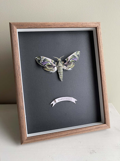 Paper Moth, Framed Paper Oleander Hawk-moth, aka the Army Green Hawkmoth, big green moth