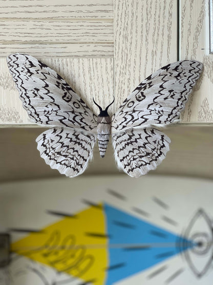 Paper Craft White Witch Moth