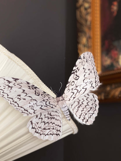 Paper White Witch Moth