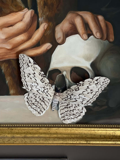 Paper White Witch Moth