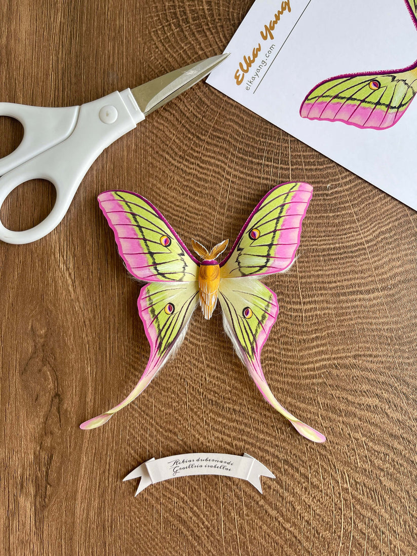 hybrid-luna-moth-elkayang-elka-yang