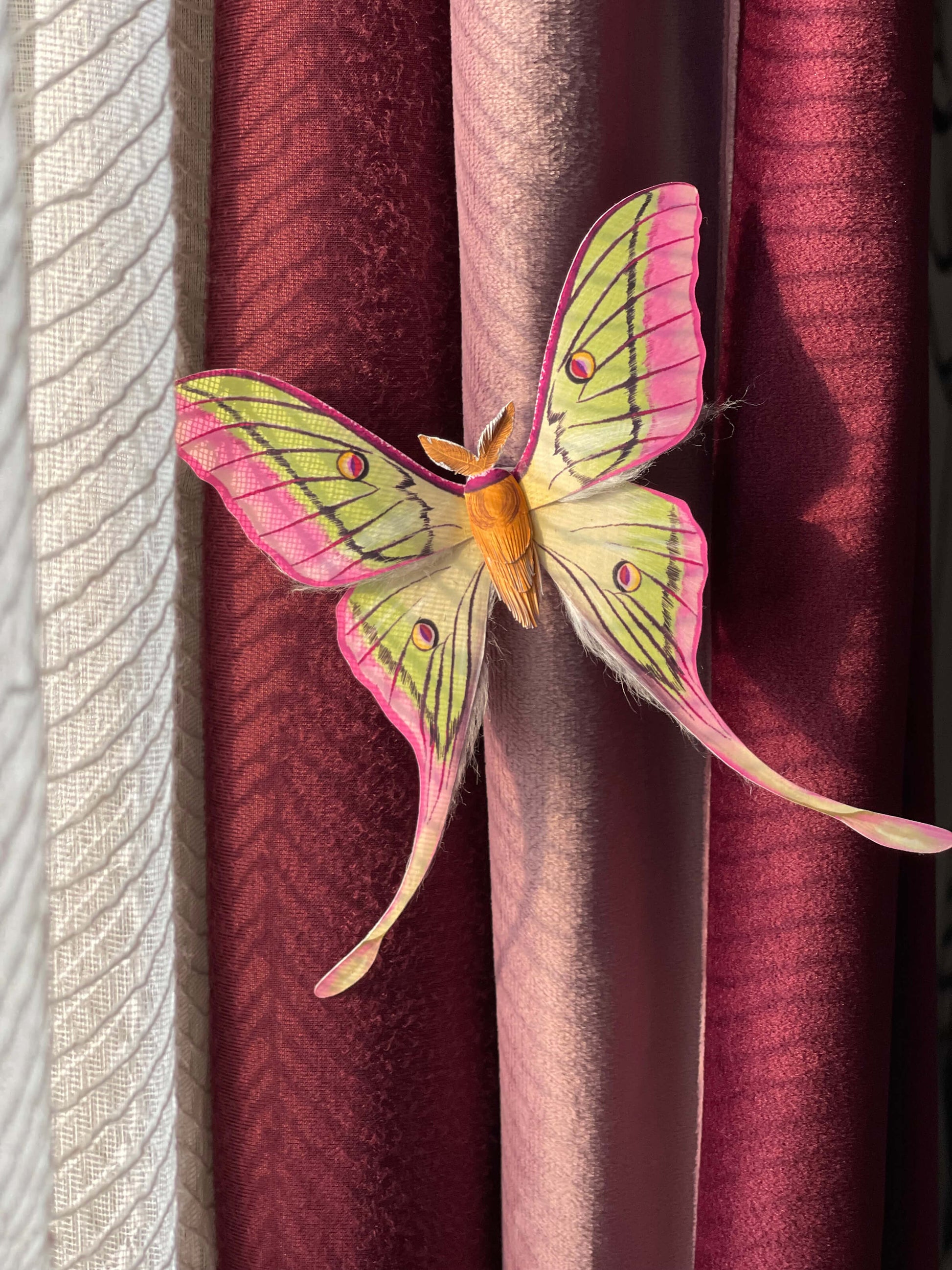 Paper Moth, Rare Hybrid Luna Moth Staying on Curtain, Hybrid Moon Moth