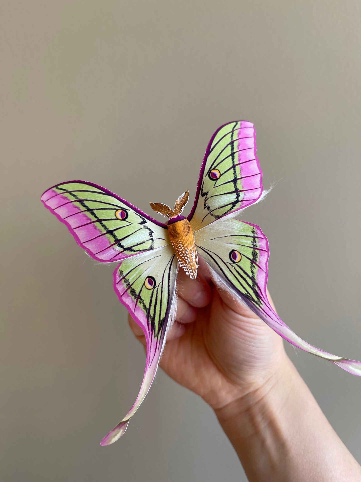 Paper Moth, Hoding a Paper Hybrid Luna Moth, Hybrid Moon Moth