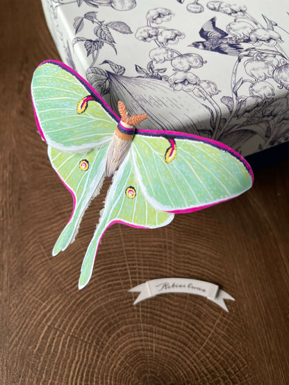 Paper Moth, Paper luna moth, moon moth on a gift