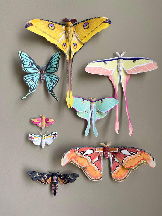 All paper moths bundle