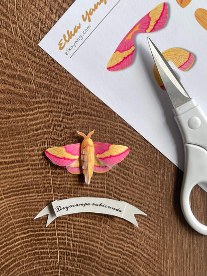 Paper Moth, Paper Rosy Maple Moth, Pink Moth