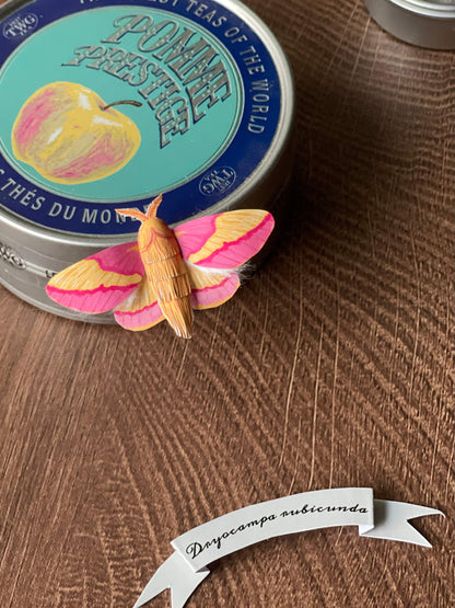 Paper Moth, Paper Rosy Maple Moth, Pink Moth Staying on a Tea Can