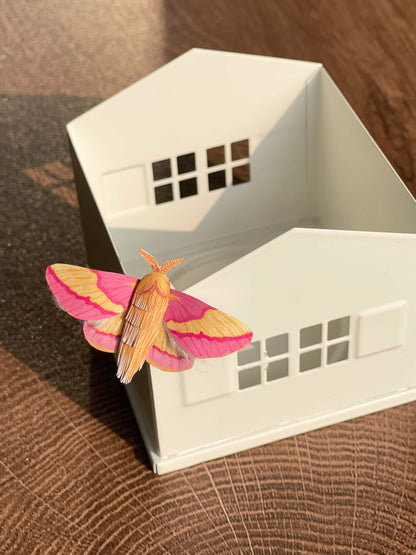 Paper Moth, Paper Rosy Maple Moth, Pink Moth 