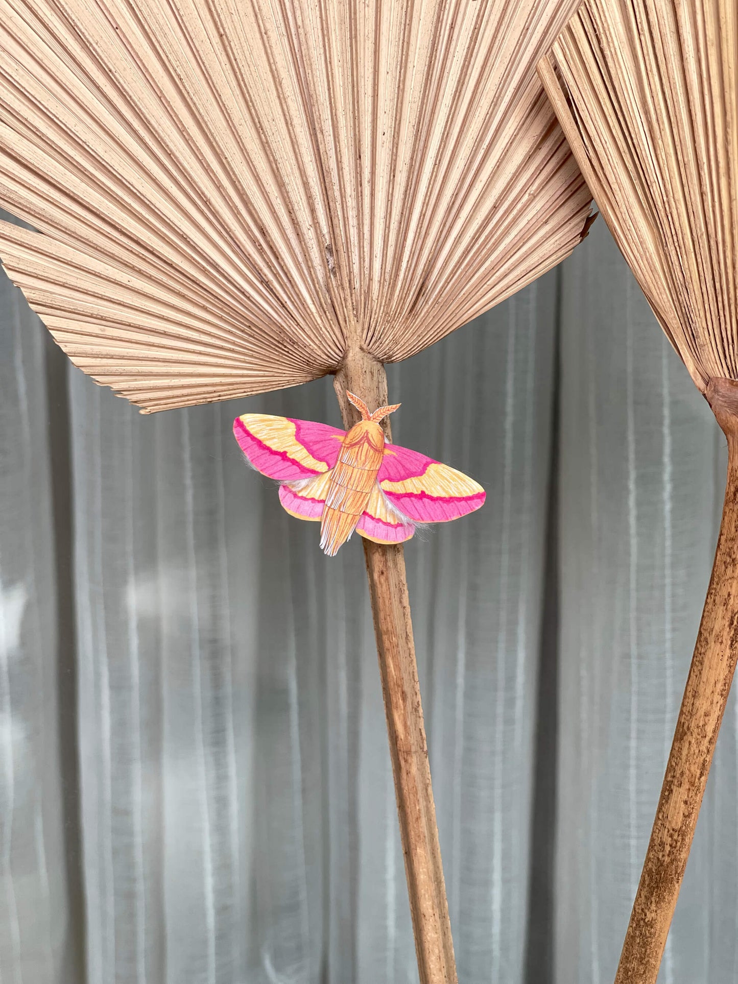 Rosy Maple Moth