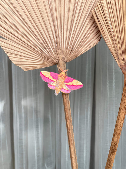 Paper Moth, Paper Rosy Maple Moth, Pink Moth in Home