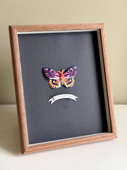 Framed Sheep Moth