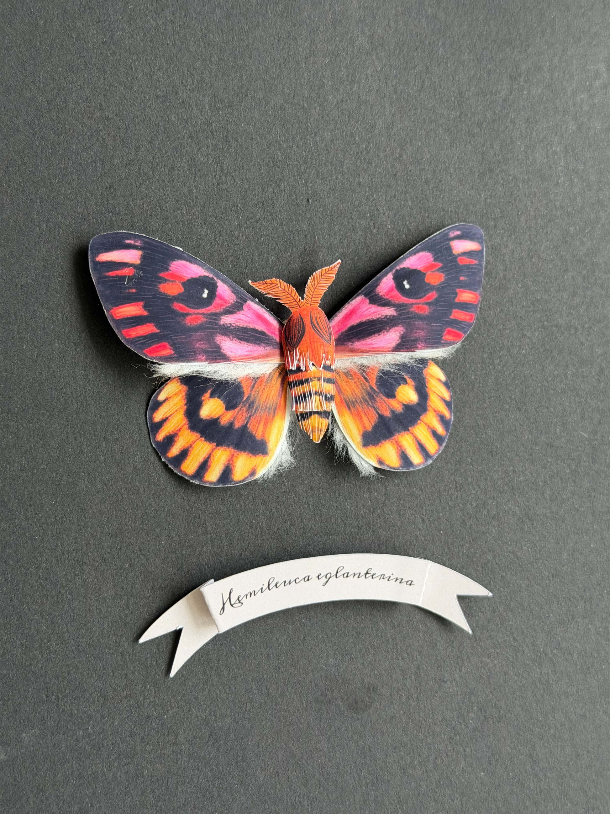 Framed Paper Sheep Moth 