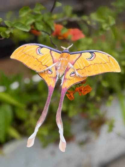 Female Sulawesi Moon Moth made of PAPER on a blurred natural background