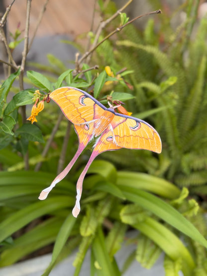 Female Sulawesi Moon Moth made of PAPER on a green leafy background