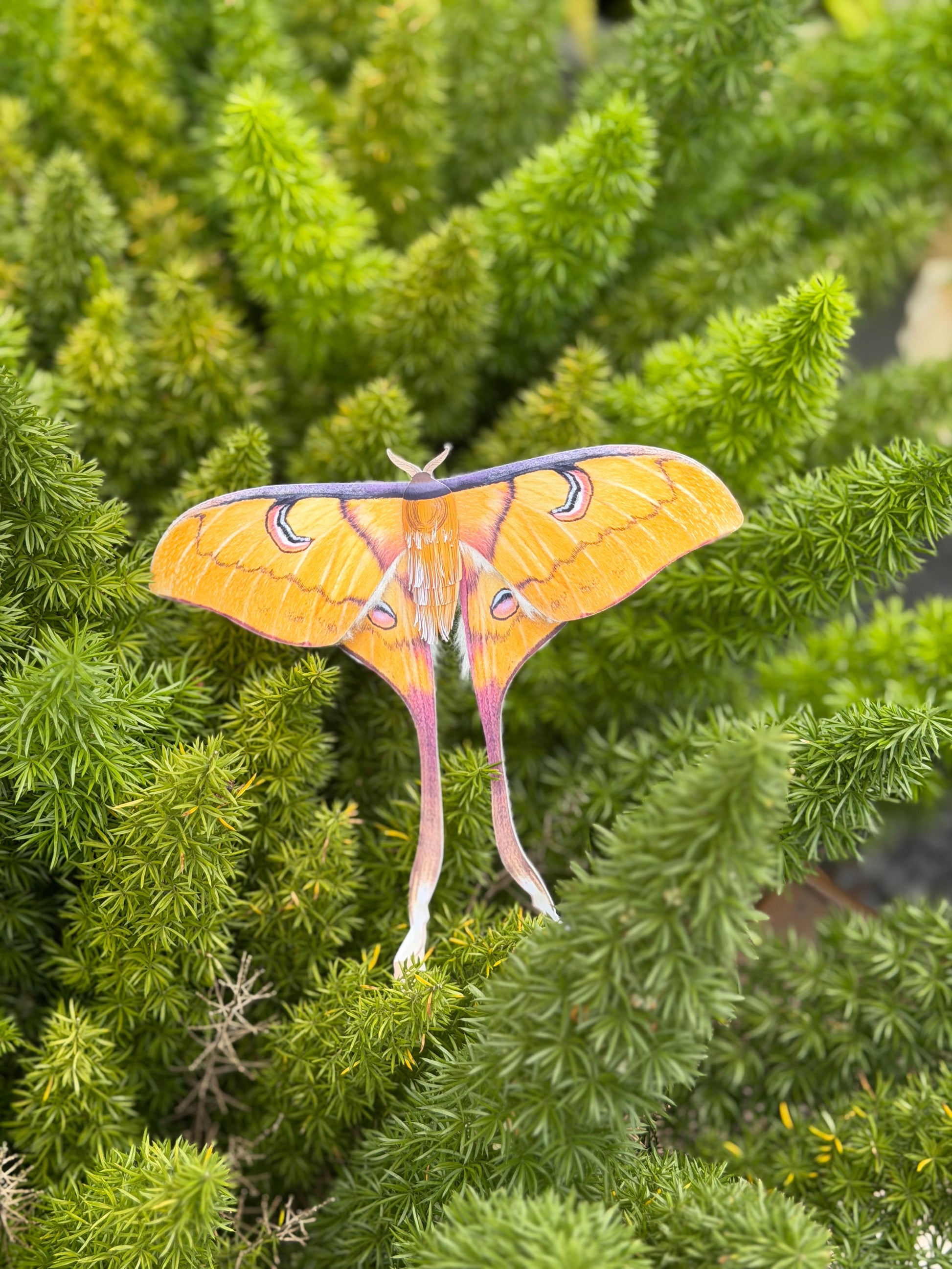 Female Sulawesi Moon Moth made of PAPER on green foliage