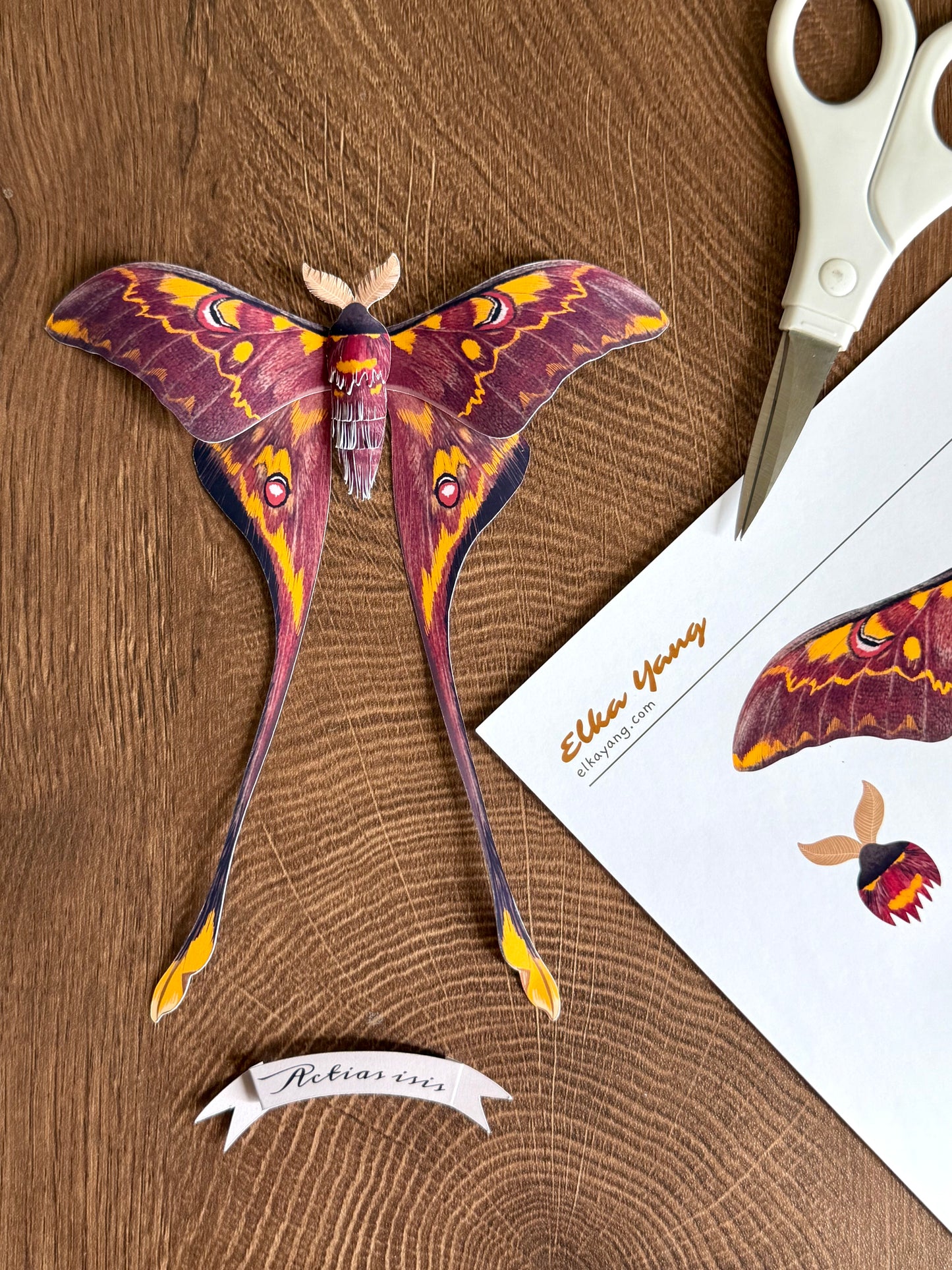 Male Sulawesi Moon Moth made of PAPER, Downloadable PDF Template