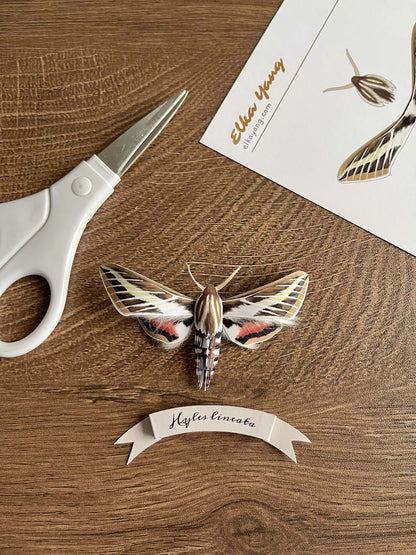 Paper Moth, Paper White-lined Sphinx Moth, hummingbird moth