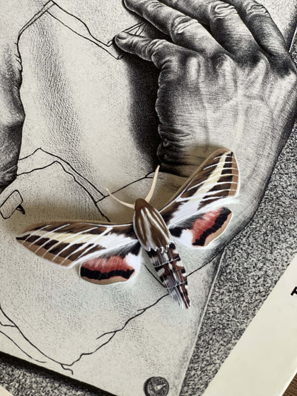 Paper Moth, Paper White-lined Sphinx Moth, AKA hummingbird moth, staying on a book