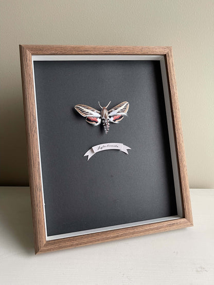 Paper Moth, Framed White-lined Sphinx Moth