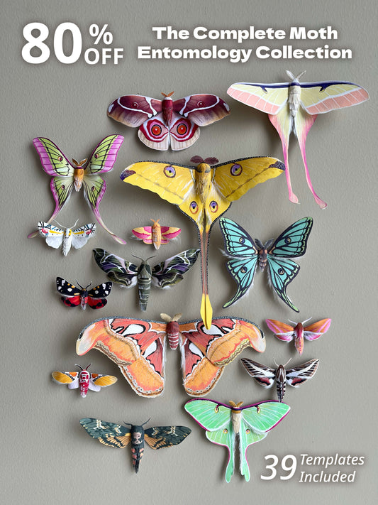 Collection of colorful paper moth arranged on a gray background, butterfly papercraft art project
