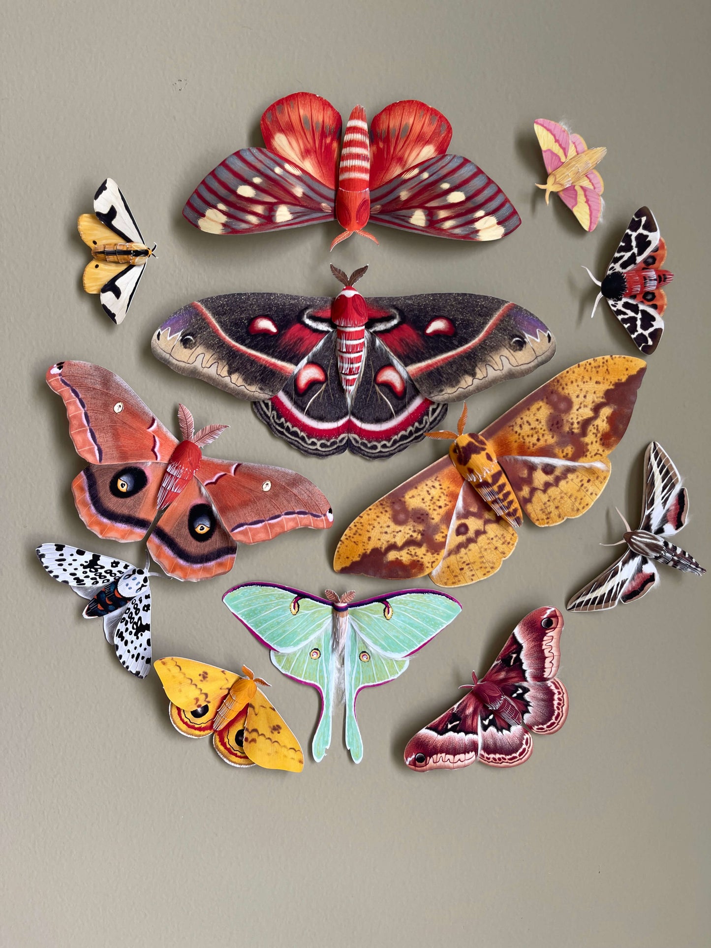All 29 paper moths bundle